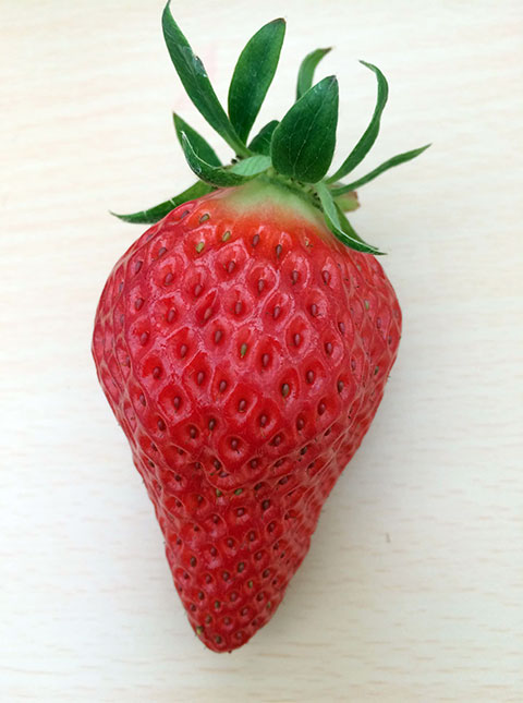ichigo_s01